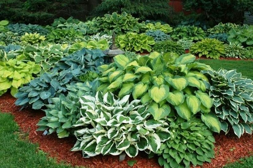 A European Hosta Society declara