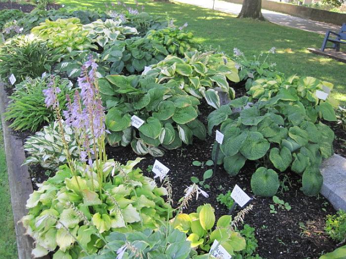 As folhas das plantas hosta também vêm em vários tamanhos