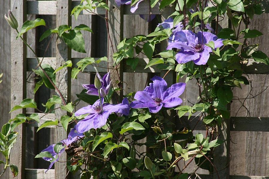 O momento adequado para podar as plantas de clematite depende se a planta floresce na estação anterior