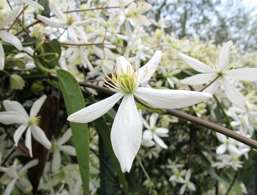 Ameixa de clematite que floresce na primavera