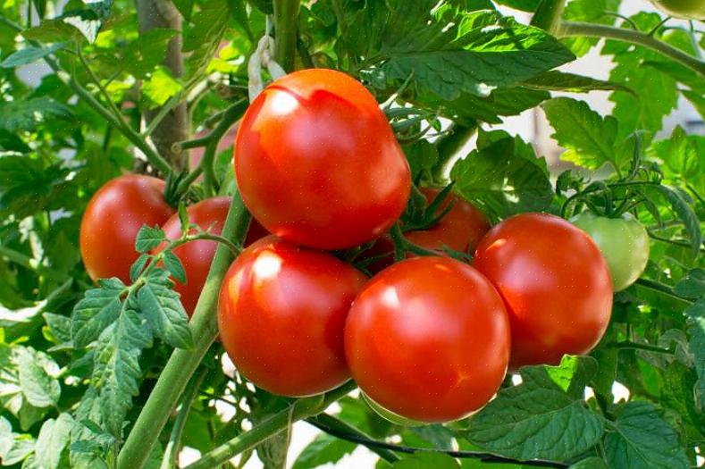 Você não precisa cultivar seus próprios tomates para experimentar o melhor da colheita