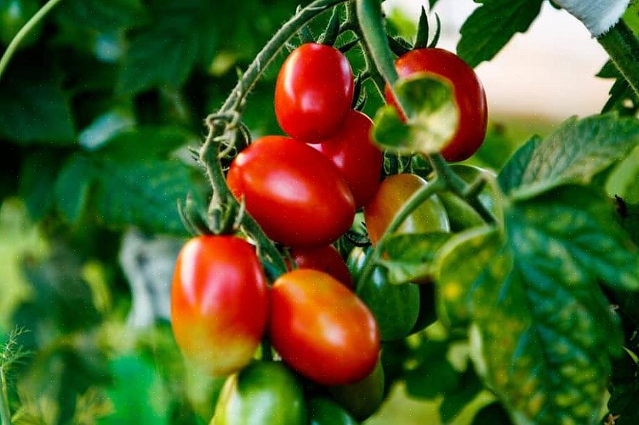 O cultivo de um tomate símbolo de honra começa com a escolha da variedade perfeita