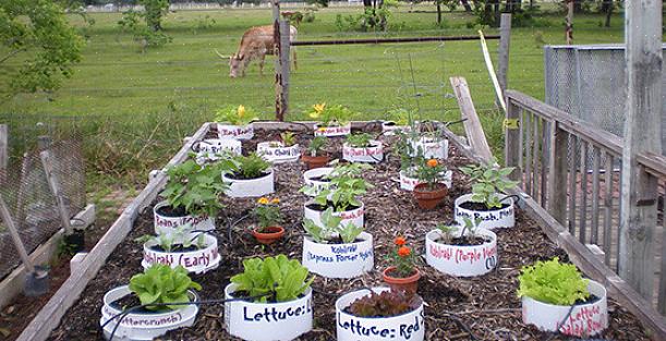 O que você pode cultivar em uma horta em recipiente é limitado apenas pelo tamanho do recipiente