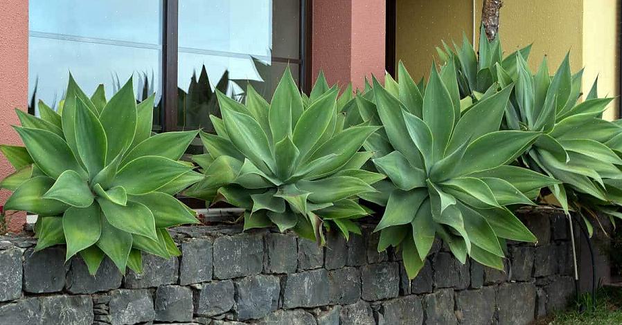 Como a agave Foxtail (Agave attenuata)