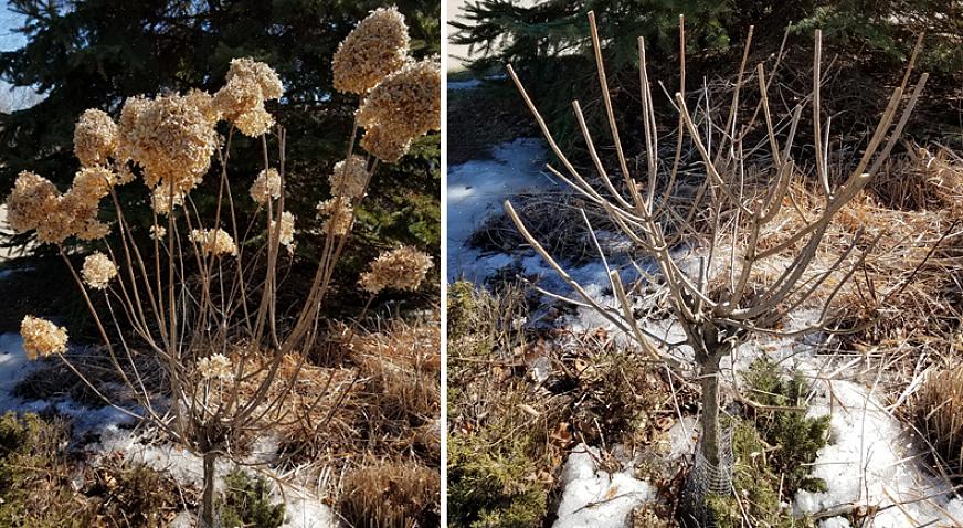 Visão geral Hortênsias são lindos pontos focais no jardim