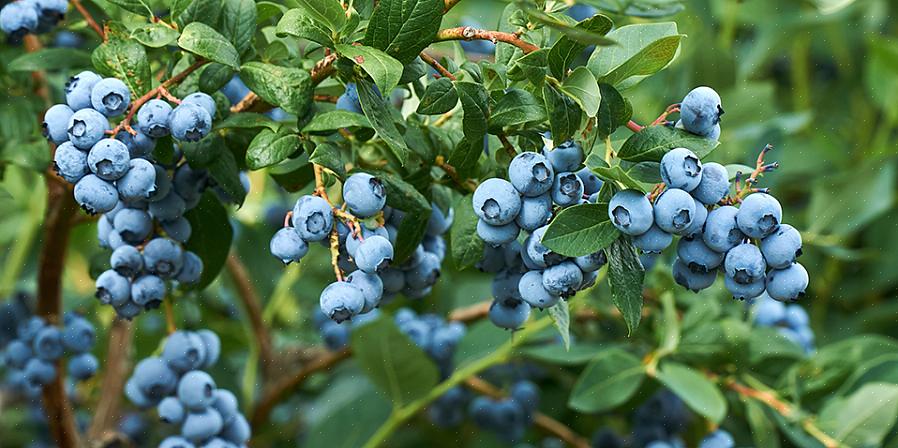 Os mirtilos são mais doces se puderem permanecer na planta pelo menos uma semana depois de ficarem azuis