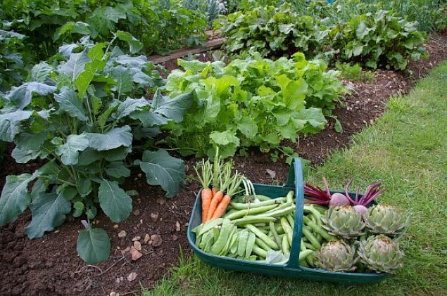 Os vegetais que crescem na sombra são predominantemente vegetais com folhas