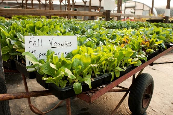 Se você está pensando em plantar uma horta no outono