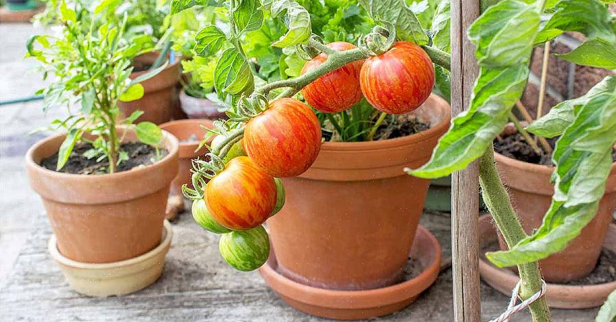 Para descobrir se suas plantas precisam de água