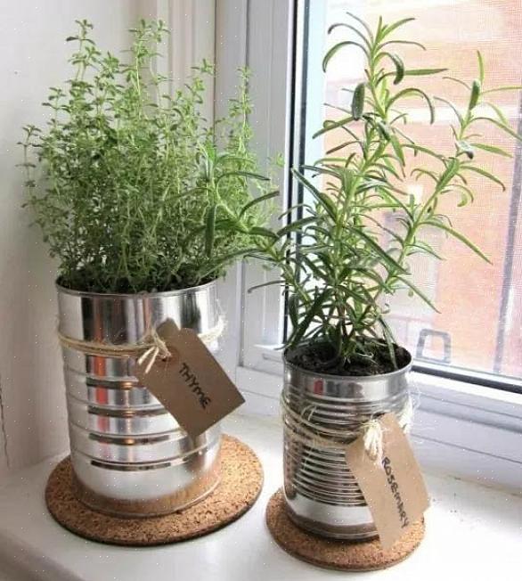 O que você precisa saber para iniciar um jardim de contêineres Como cultivar plantas em apartamentos