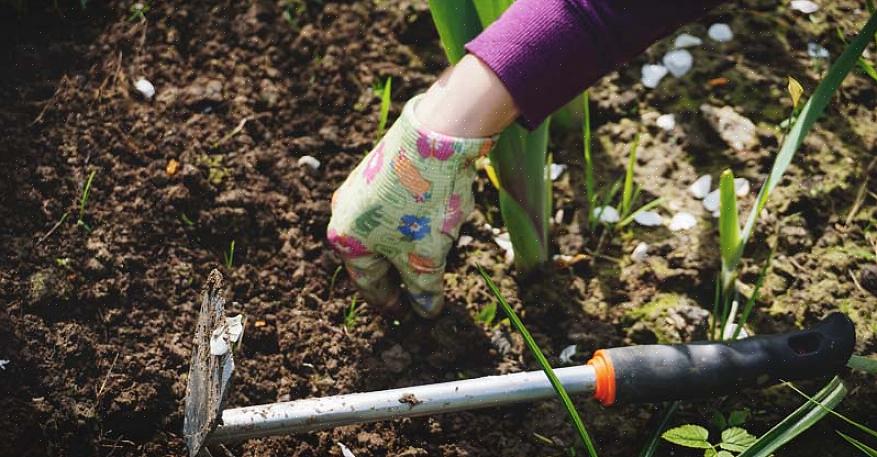 Crescendo continuamente durante toda a temporada para uma horta de alto rendimento