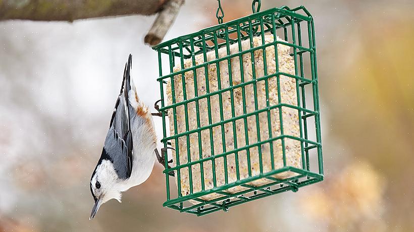 O sebo é um alimento popular para muitas aves de quintal