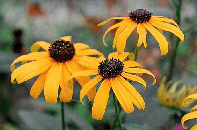 As flores podem ser uma ótima fonte de sementes para atrair