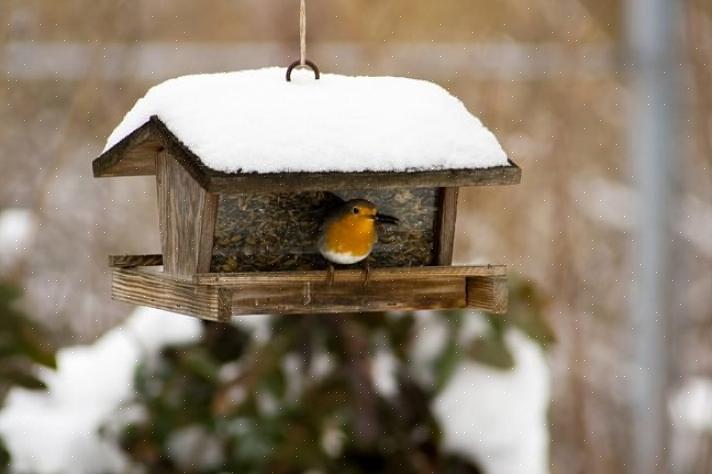 Alimentadores de plataforma fly-through são especialmente bons para alimentação de pássaros no inverno