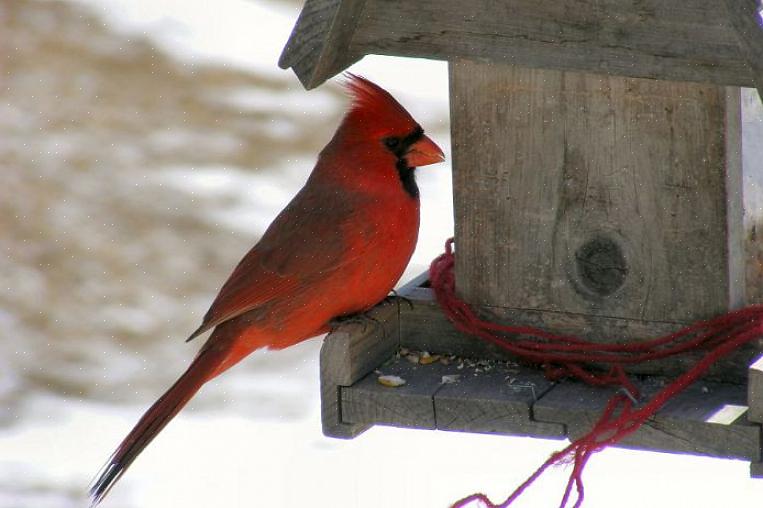 Fornecer às aves a segurança de retornar aos comedouros durante o inverno