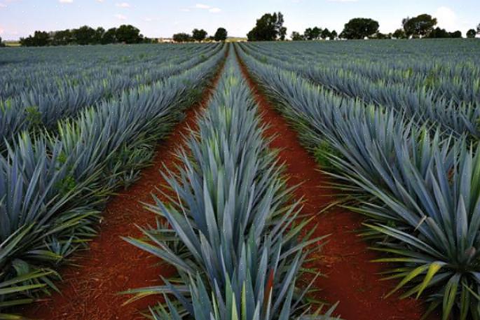 Quando nos voltamos para coberturas de solo que podem ser classificadas como plantas resistentes à seca