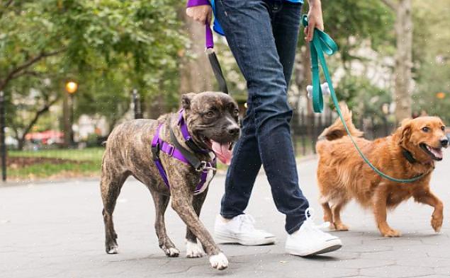 Apesar da regra de proibição de animais de estimação