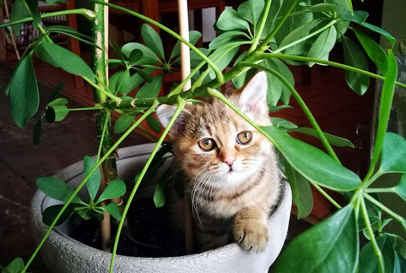 Flores não são prejudiciais aos gatos ou cães