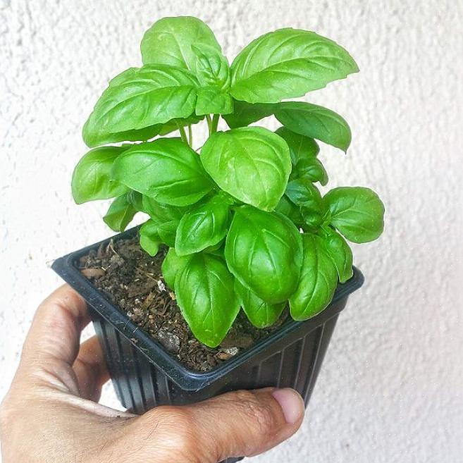 As plantas produzem muitas pontas de flores em um arco-íris de cores em solo rico