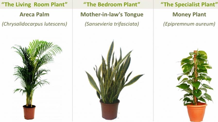 A seringueira é um complemento perfeito do feng shui para um canto escuro que precisa de um pouco