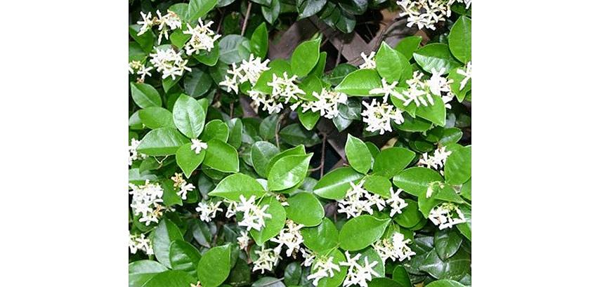 Star Jasmine florescerá em pleno sol ou sombra parcial