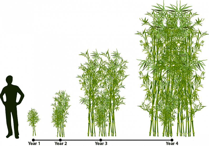 As plantas de bambu podem despertar seu interesse