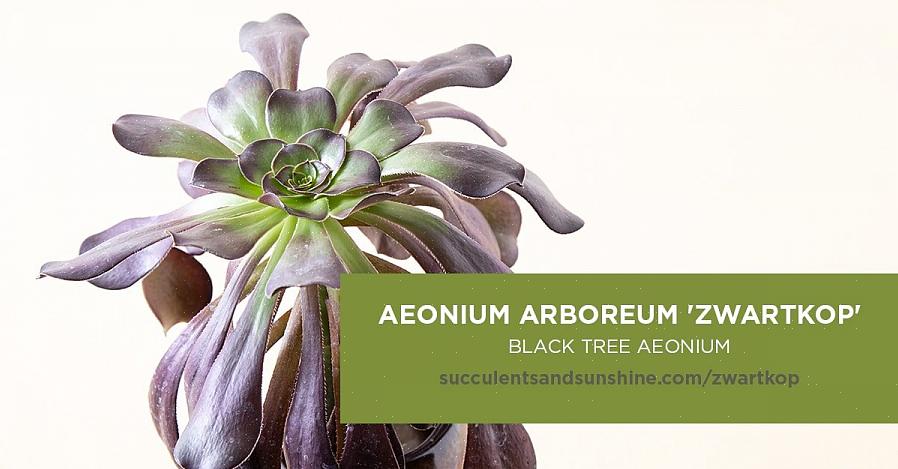 Algumas variedades de Aeonium têm crescimento baixo