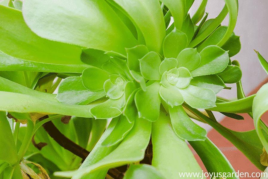 As plantas Aeonium crescem melhor em pleno sol ou sombra parcial