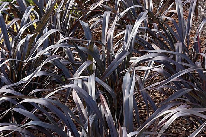 Phormium recebeu o nome de New Zealand Flax porque os Maoris da Nova Zelândia o usavam para fazer um tipo