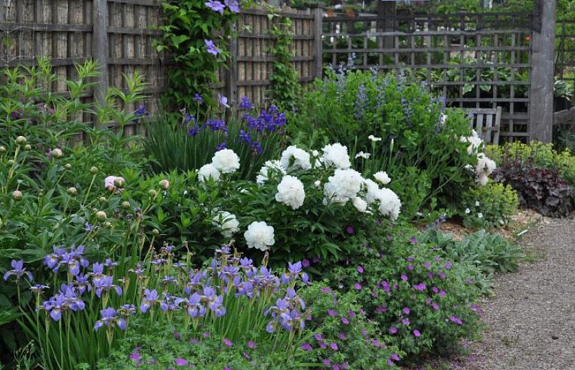 Tente alguns truques orgânicos fáceis para fazer suas plantas perenes florescerem melhor