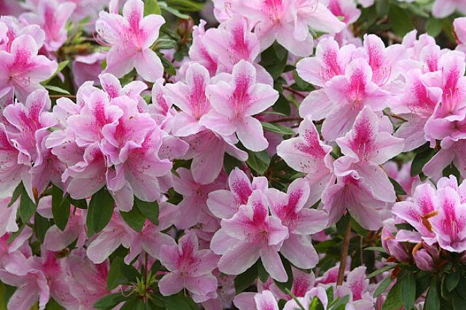 Todas as azaléias pertencem ao gênero Rhododendron