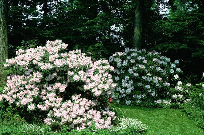 Azáleas e rododendros gostam de solo bem drenado