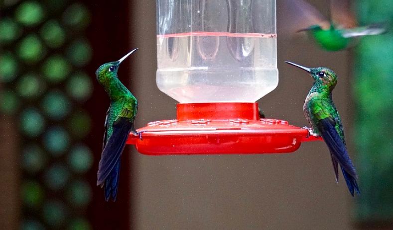 Mesmo se pássaros maiores usurparem os comedouros do colibri