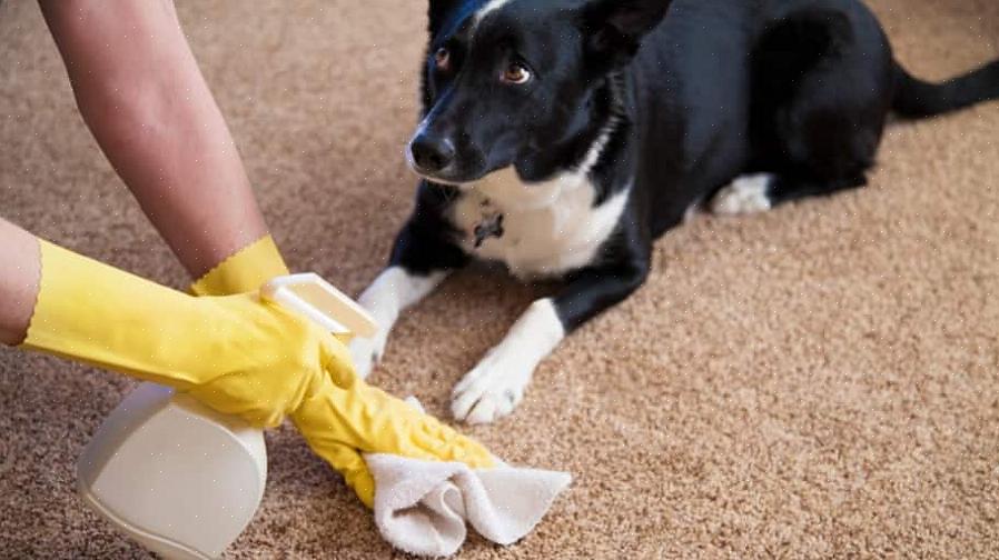 Como remover manchas de animais de estimação em carpetes