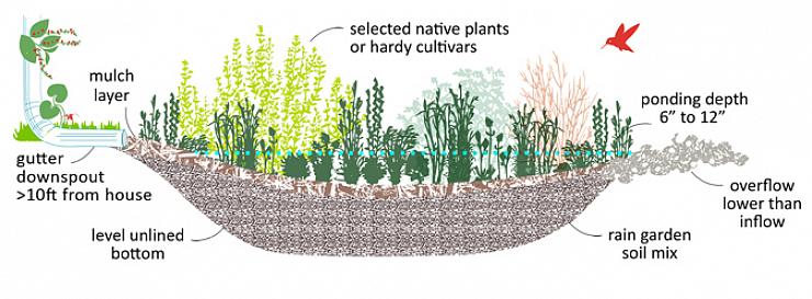 Um jardim de chuva é uma plantação que você instala em um ponto baixo da paisagem