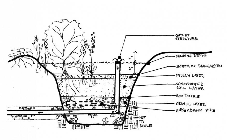 As plantas ideais para jardins de chuva são plantas nativas