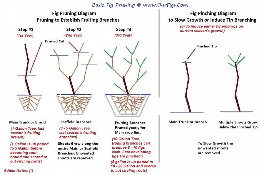 Existem instruções específicas de poda a serem seguidas para o cultivo de figueiras durante os primeiros