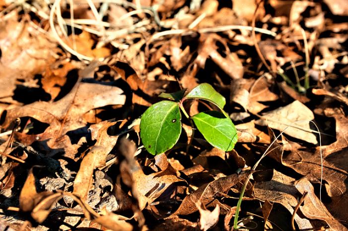 As bagas vermelhas das plantas wintergreen são uma planta festiva para presente de Natal