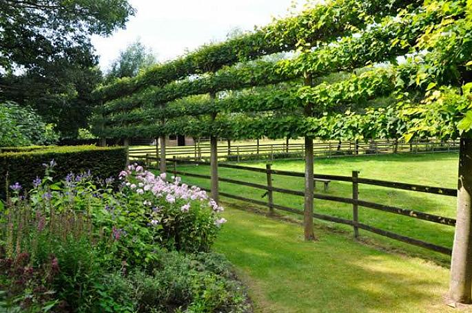 Espalier é a técnica hortícola de forçar plantas lenhosas a crescerem planas ao longo do mesmo plano