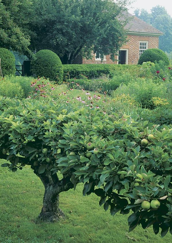 Espalier é uma forma de arte antiga que remonta pelo menos aos romanos