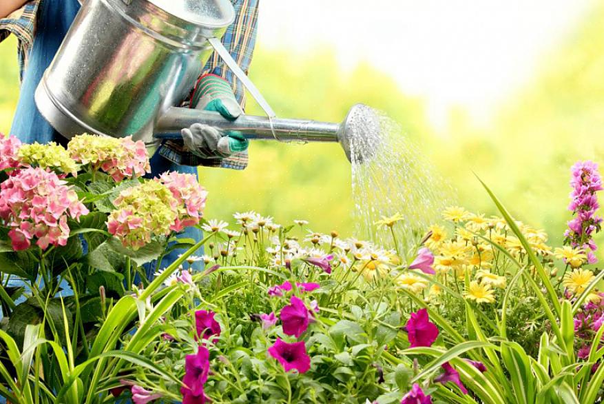 Regue os espécimes recém-plantados pelo menos duas vezes por semana durante as ondas de calor