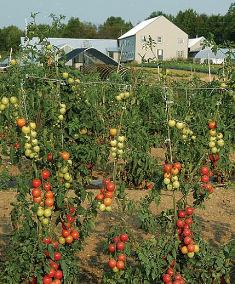 Como apostar tomates indeterminados