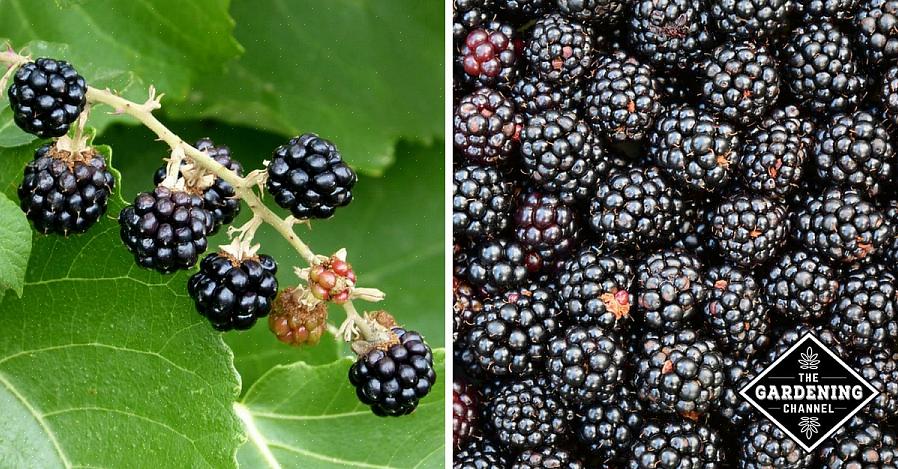 As amoras-pretas toleram muitas condições de cultivo