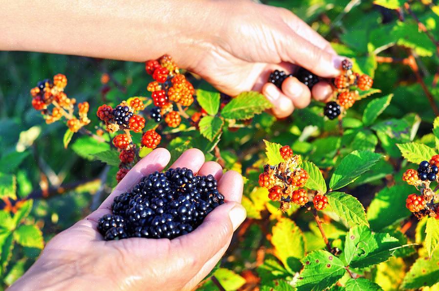 As amoras-pretas estão mais próximas das rosas silvestres em sua facilidade de cuidado