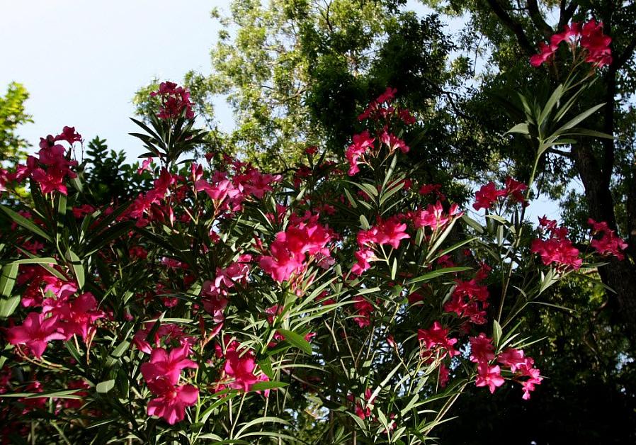 Oleander (Nerium oleander) é um arbusto perene com flores perfumadas ou uma pequena árvore que floresce