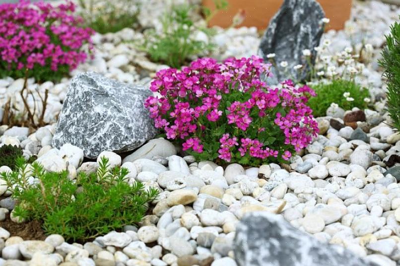 Se você decidir que eles bagunçam demais o seu jardim de pedras