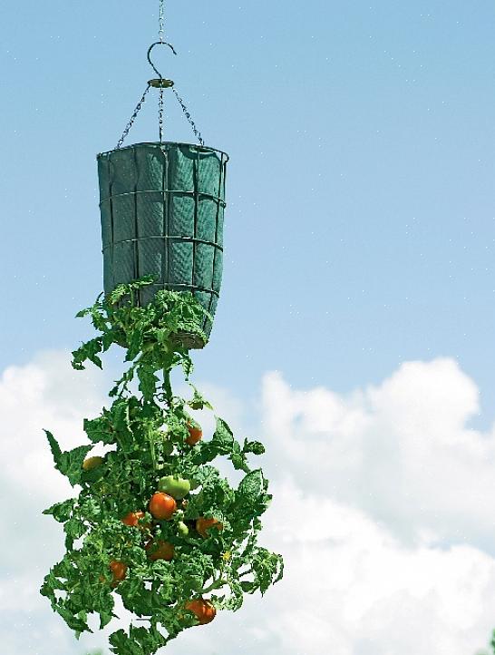 Uma das maneiras mais rápidas de matar um tomate é não lhe dar água suficiente