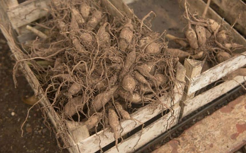 Muitos jardineiros optam por borrifar pó de enxofre nos tubérculos antes do armazenamento