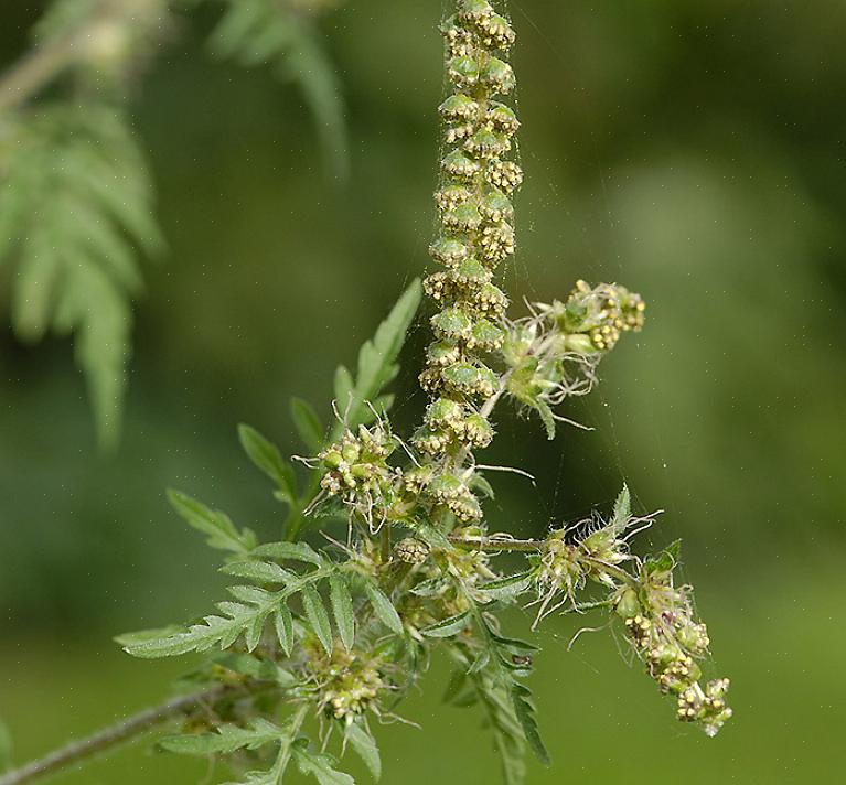 A ambrósia é uma planta da qual muitas pessoas falam