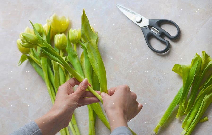 Mesmo que você não cultive suas próprias tulipas